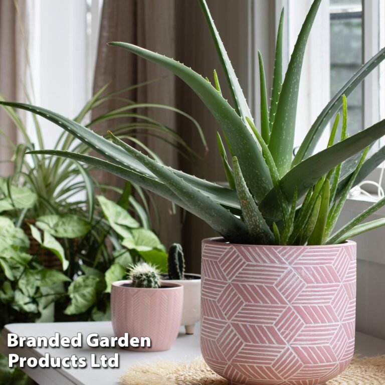 🌵 Aloe Vera — La plante médicinale miracle & zéro entretien