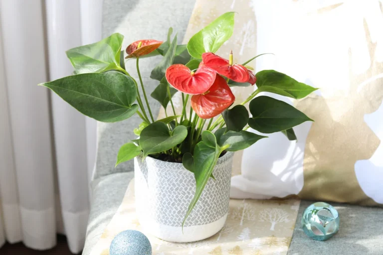 ❤️ Anthurium — Élégance tropicale & floraison brillante toute l’année