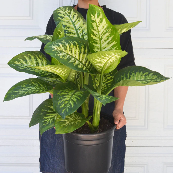 🌿 Dieffenbachia — Feuillage XXL tropical & ambiance jungle