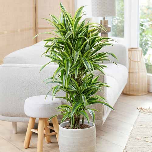 🌳 Dracaena — Le palmier d’intérieur dépolluant