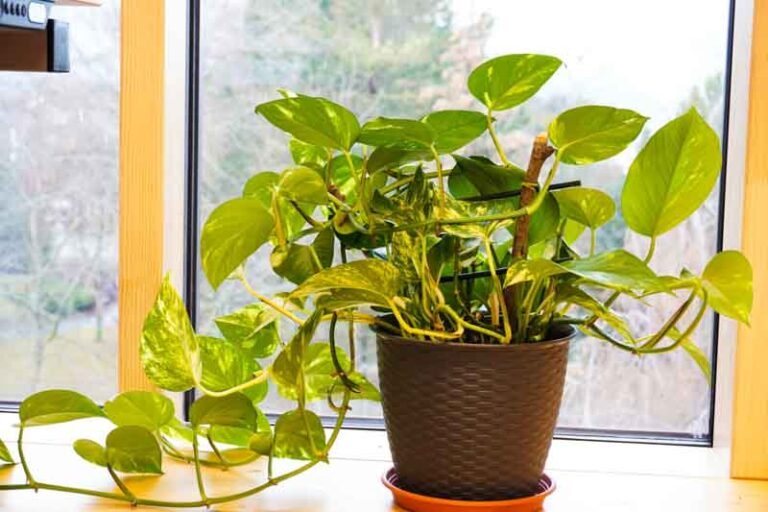 🌿 POTHOS — Epipremnum aureum