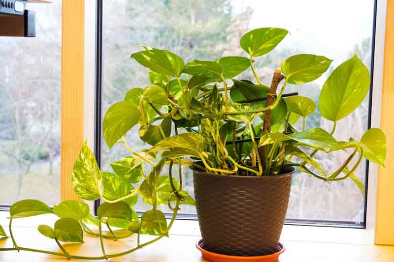 đż POTHOS â Epipremnum aureum