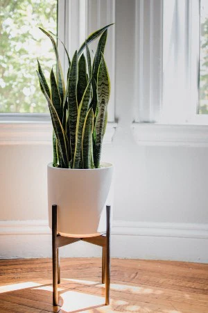 Sansevieria — Langue de belle-mère