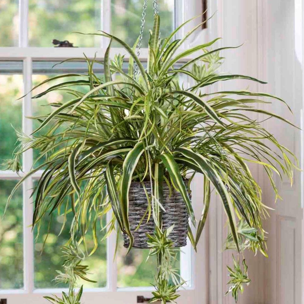 🌿 Chlorophytum — La plante araignée